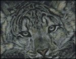 (image for) Snow Leopard